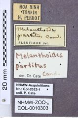 Etikette zu Melanthoides partitus (NHMW-ZOO-COL-0010303)